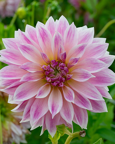 DAHLIA CAFÉ AU LAIT ROYAL 10 kusov
